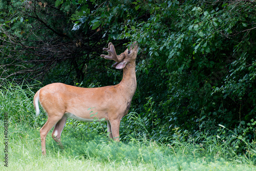 White-tailed deer with velvet antlers eating the vegetation in the forest.