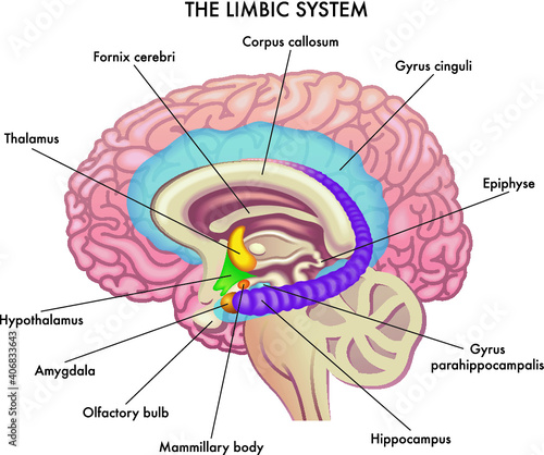 Medical illustration shows the major organs of the Limbic System of the human brain, with annotations. photo