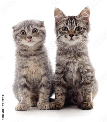 Fototapeta Naklejka Na Ścianę i Meble -  Two gray cat.