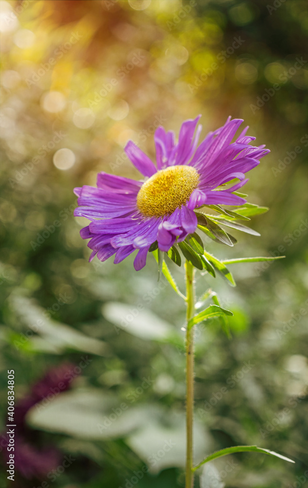 Obraz premium Bright flowers of autumn asters in the rays of the evening sun. Flowers and bokeh 