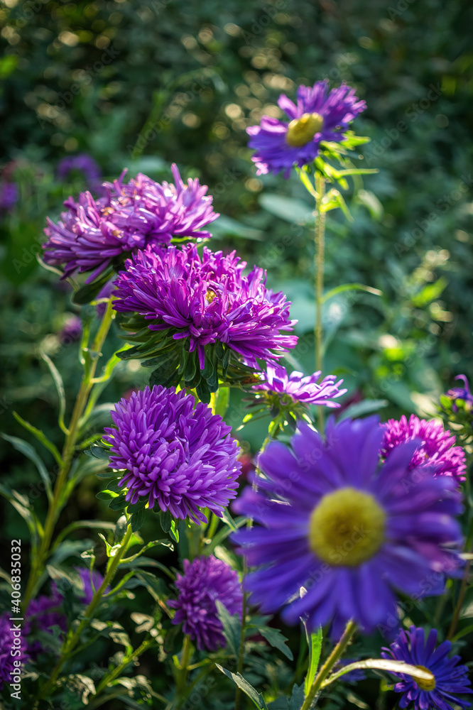 Bright flowers of autumn asters in the rays of the evening sun. Flowers and bokeh Bright flowers of autumn asters in the rays of the evening sun. Flowers and bokeh
