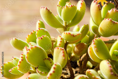 Cotyledon Tomentosa succulent plant in the garden