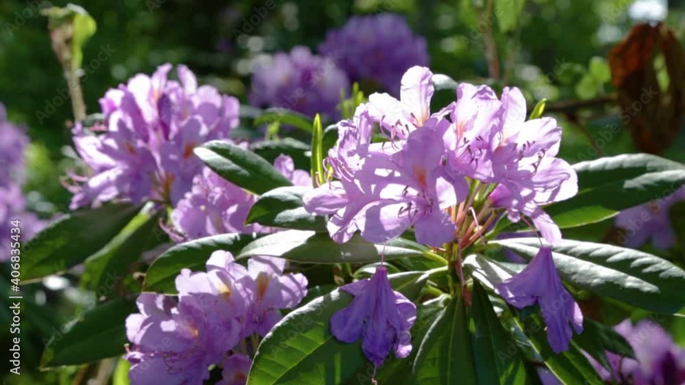 beautiful rhododendrons bloom on the slope of the Caucasus mountains beautiful rhododendrons bloom on the slope of the Caucasus mountains