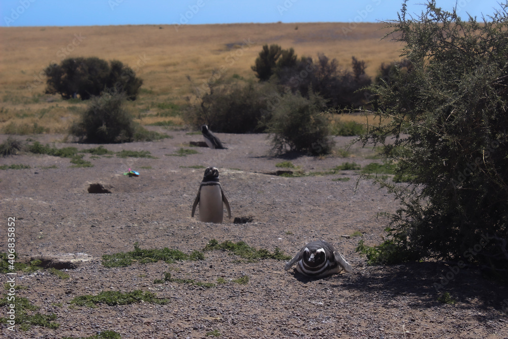 Obraz premium penguin on a beach