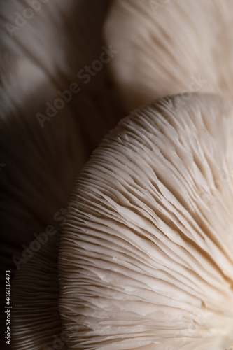 Oyster mushrooms. Close-up mushrooms texture. Food background.