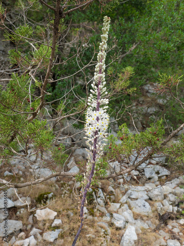 Single white squill, Drimia Urginea maritima also called sea squill or sea onion, beautiful wild flower at limestone rock and green bush background blooming at September in Sardinia Mediterranean