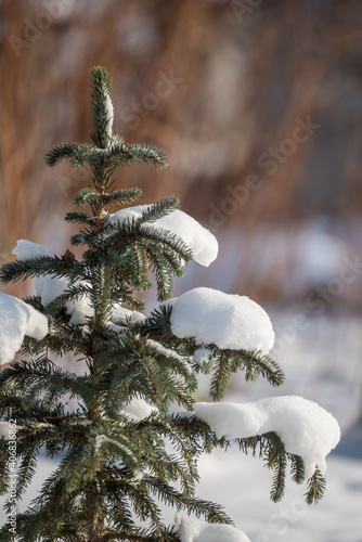 Snow pillows on the branches of a small spruce. Christmas tree covered with snow on a blurry background. Picturesque winter view.