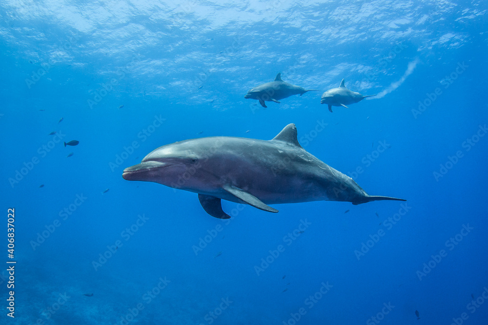 Free dolphins of Rangiroa