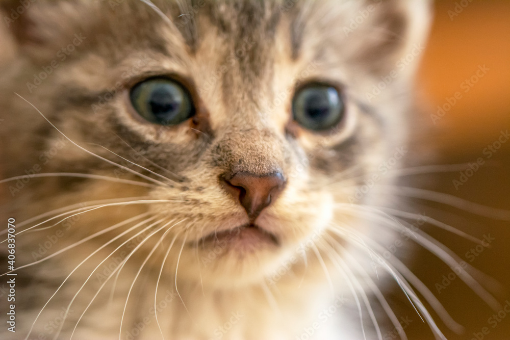 Cat's nose, macro view. Curious animal portrait close up. Cat's nose, macro view. Curious animal portrait close up.