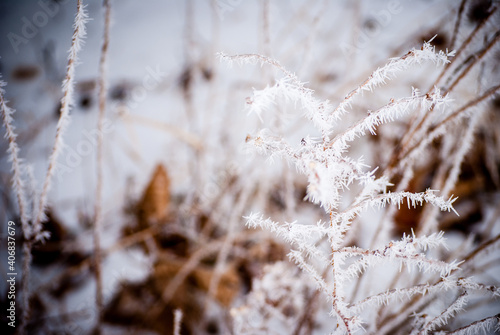 Snow covered plants in a forest © DreamersLilDreamShop