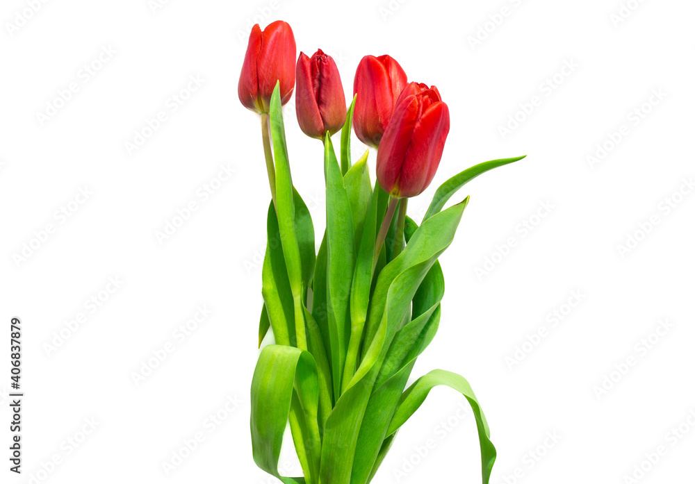 red tulips on a white background. Festive spring bouquet for congratulations on Valentine's Day, Happy Women's Day. red tulips on a white background. Festive spring bouquet for congratulations on Valentine's Day, Happy Women's Day.
