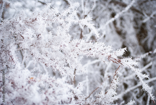 Snow covered plants in a forest © DreamersLilDreamShop
