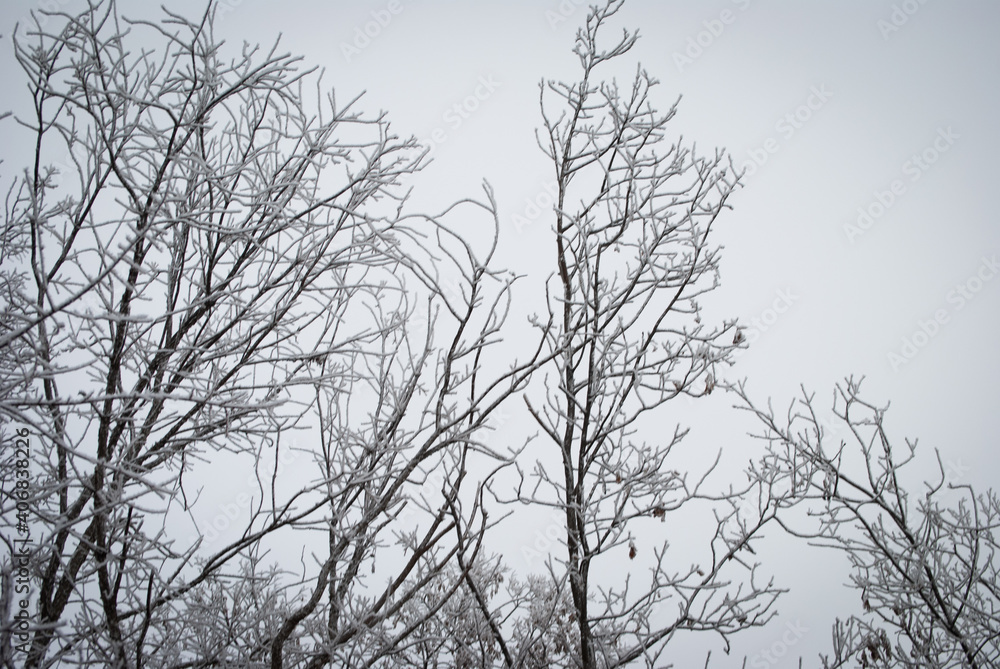 frost covered trees frost covered trees