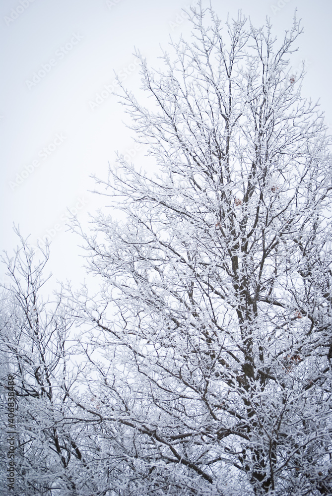 frost covered trees frost covered trees