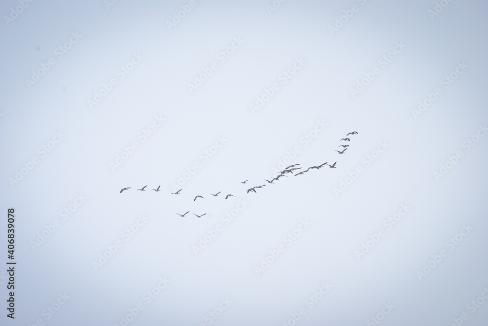 Geese flying Geese flying