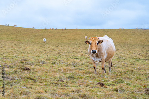 Vache Aubrac dans une prairie