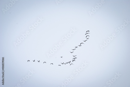 Geese flying