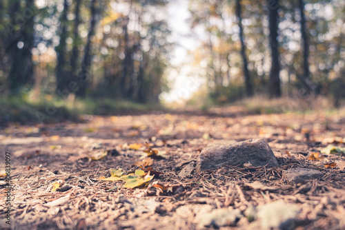 Chemin forestier à l'automne
