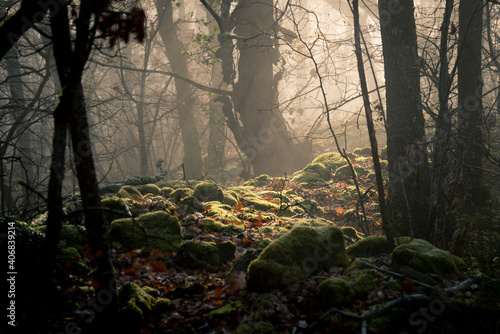 Lumière dans un sous-bois