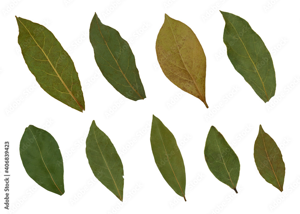 Dry laurel leaves isolated on white background. Collection of laurel leaves. Spice.