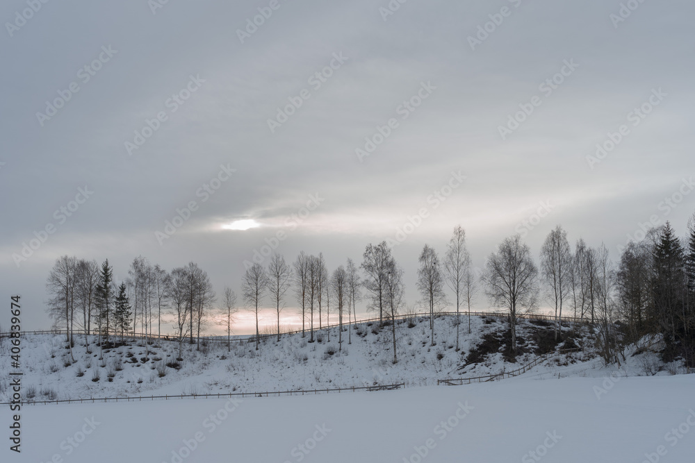 Trees on a slope in winter at Toten, Norway. 