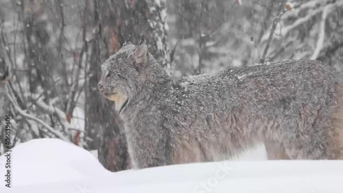 Canadian lynx in the wilderness