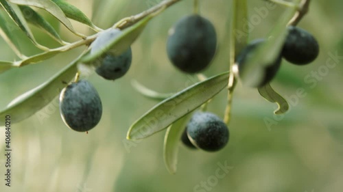 Olive and Olive tree. Green olives on a branch in the sunlight. Under the morning sun, between the olive branch with ripe olives the sun.