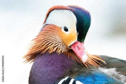 Mandarin duck (Aix galericulata), with the beautiful white coloured water surface. Beautiful duck with colourful feathers from the river in the morning mist. Wildlife scene from nature, Czech Republic