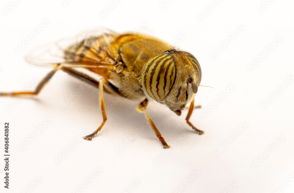 Bee macro isolated on white background. Package design element