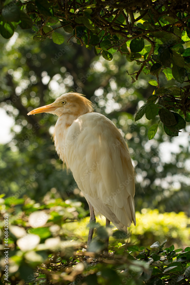 Western Cattle Egret bird, also known as Bubulcus ibis. Originally native to parts of Asia, Africa and Europe. Selective focus. Western Cattle Egret bird, also known as Bubulcus ibis. Originally native to parts of Asia, Africa and Europe. Selective focus.