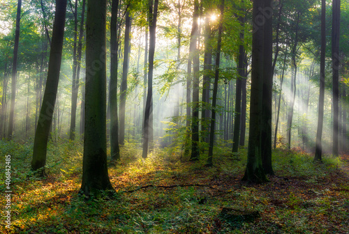 Fototapeta Naklejka Na Ścianę i Meble -  Beautiful morning in the forest