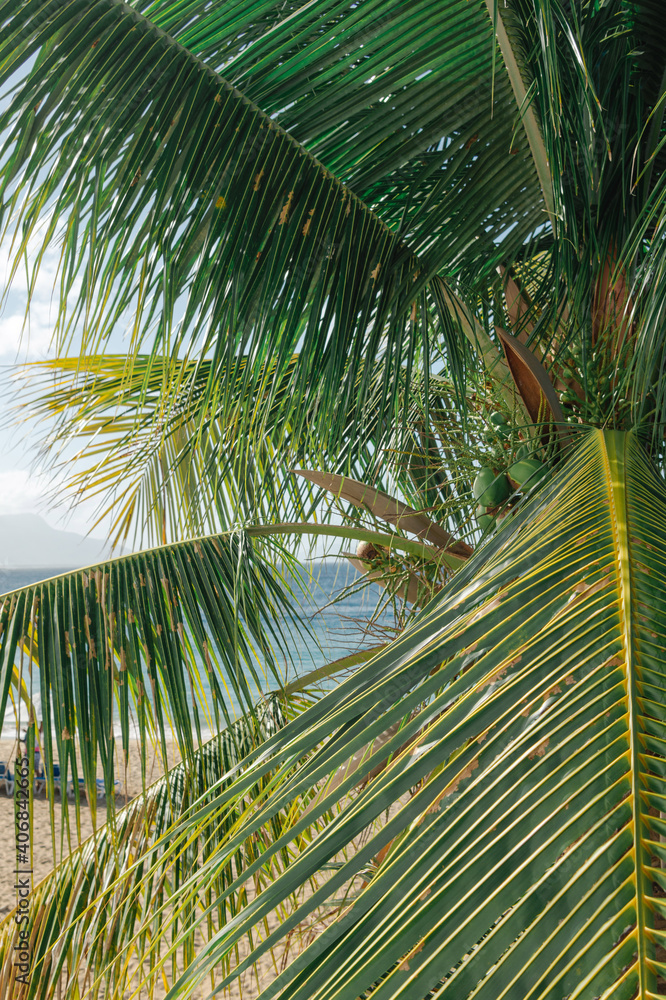 Obraz premium Coconut tree on the beach