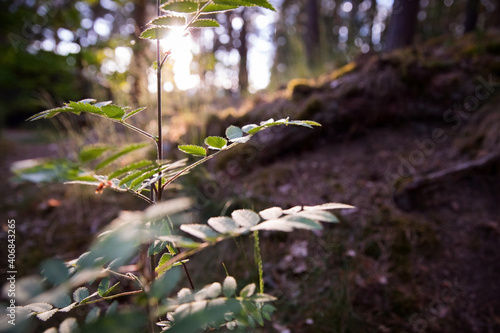Beautiful sunset in spring forest. Warm sunshine, atmosphere ideal for early evening walk.