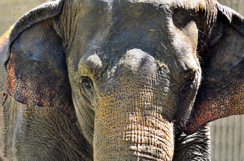 Photography An Elephants Eye