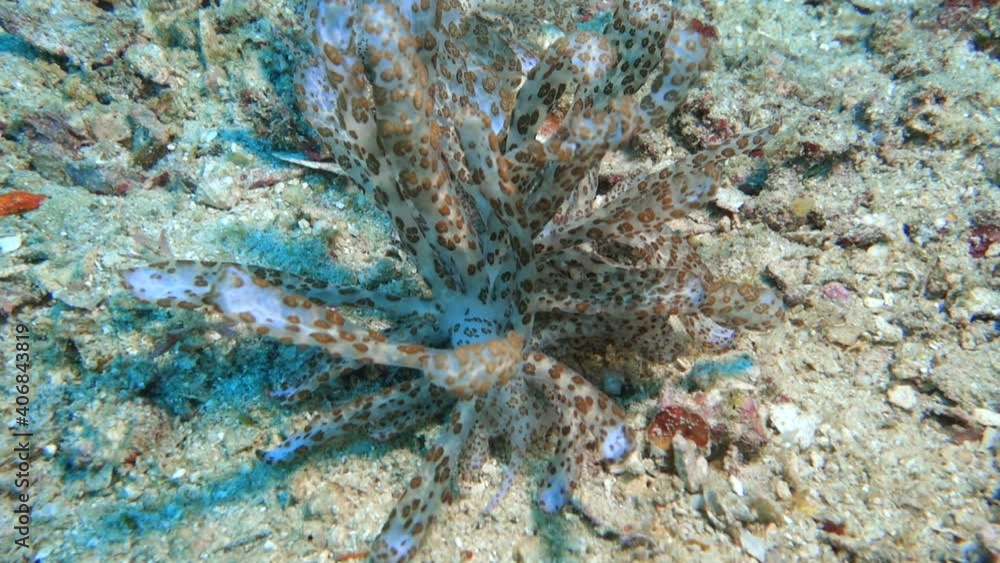 Phyllodesmium longicirrum - Long-Cirri-Fadenschnecke (Syn. Myrrhine longicirra), Molukken, Indonesien Phyllodesmium longicirrum - Long-Cirri-Fadenschnecke (Syn. Myrrhine longicirra), Molukken, Indonesien