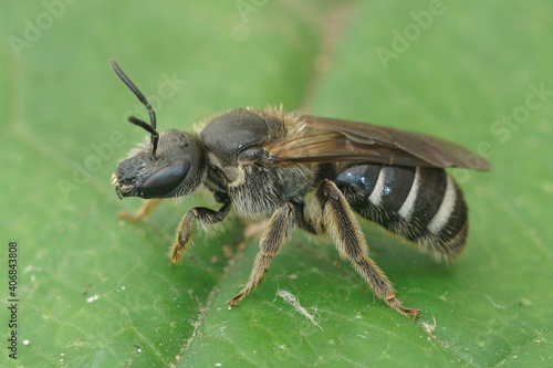 Close up of a female one of the larger, ver dark furrow or sweat bees, Lasioglossum majus . This species is very rare and occurs in more forested areas . 