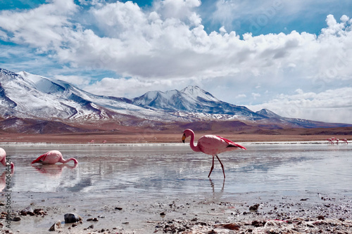 Flamingos in Lagoon in Atacama Desert, Chile. 