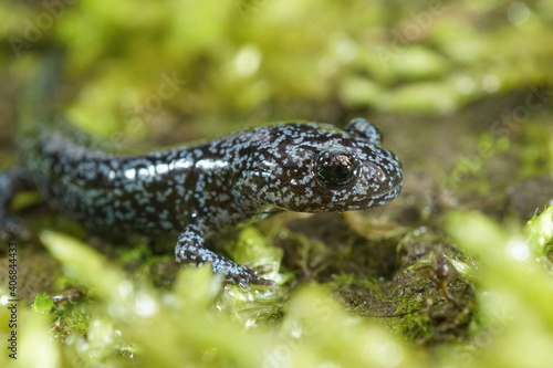 A nice blue dotted juvenile of the Northeast Salamander, Hynobius lichenatus