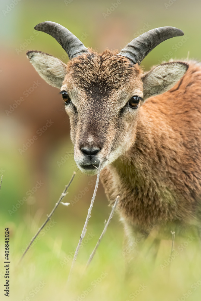 European mouflon (Ovis aries musimon), with beautiful green coloured background. Amazing mammal with brown hair near the forest. Wildlife scene from nature, Czech Republic European mouflon (Ovis aries musimon), with beautiful green coloured background. Amazing mammal with brown hair near the forest. Wildlife scene from nature, Czech Republic
