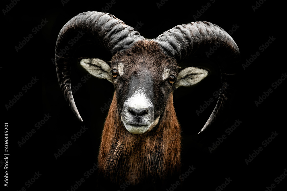 European mouflon (Ovis aries musimon), with beautiful green coloured background. Amazing mammal with brown hair near the forest. Wildlife scene from nature, Czech Republic