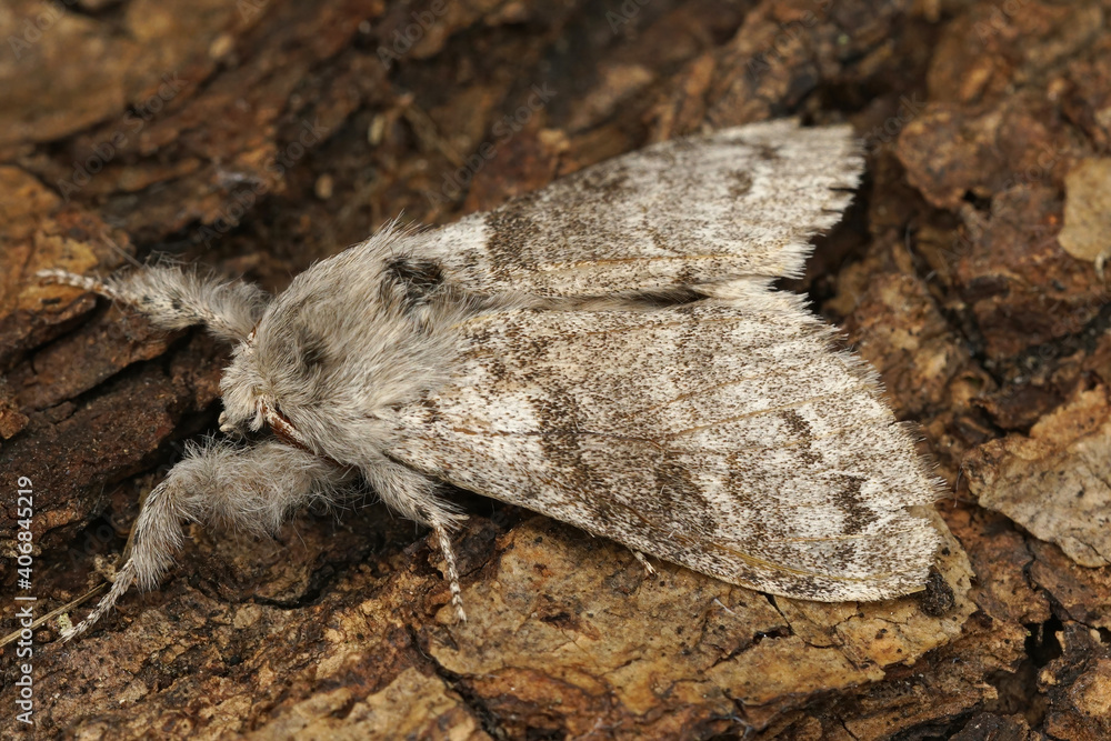 Close up of a pale tussock,  Calliteara pudibunda on a piece of wood