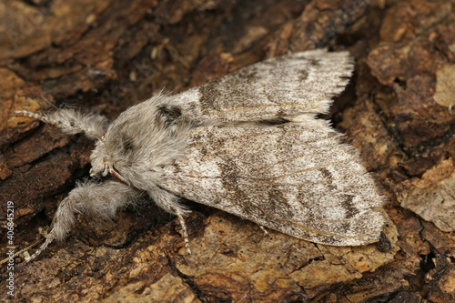 Close up of a pale tussock, Calliteara pudibunda on a piece of wood