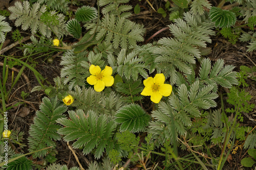 Foto A flowering  common silverweed or silver cinquefoil, Potentilla anserina