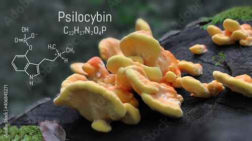 Chemical formula of psilocybin on a blackboard mushroom, close up psilocybin mushroom, psychedelic drug