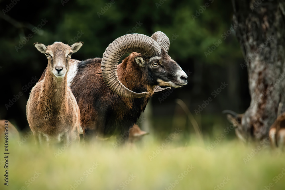 European mouflon (Ovis aries musimon), with beautiful green coloured background. Amazing mammal with brown hair near the forest. Wildlife scene from nature, Czech Republic
