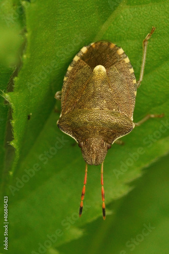 Close up of a Vernal Shieldbug, Peribalus strictus on green leaf photo