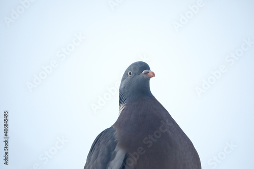 Wood pigeon in a garden, United Kingdom