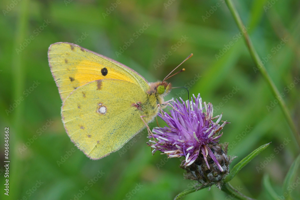 Fototapeta premium A clouded yellow, Colias crocea on a brown or brownray knapweed Centaurea jacea