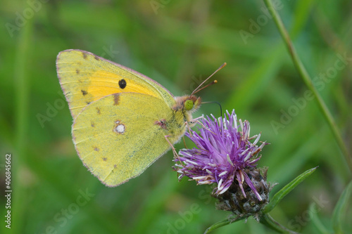 A clouded yellow, Colias crocea on a brown or brownray knapweed Centaurea jacea © Henk