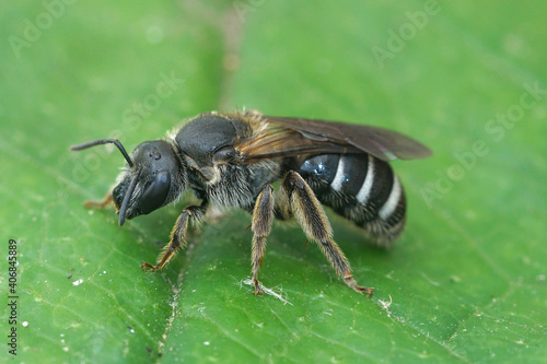 A female of the very dark and large furrow bee, Lasioglossum majus © Henk